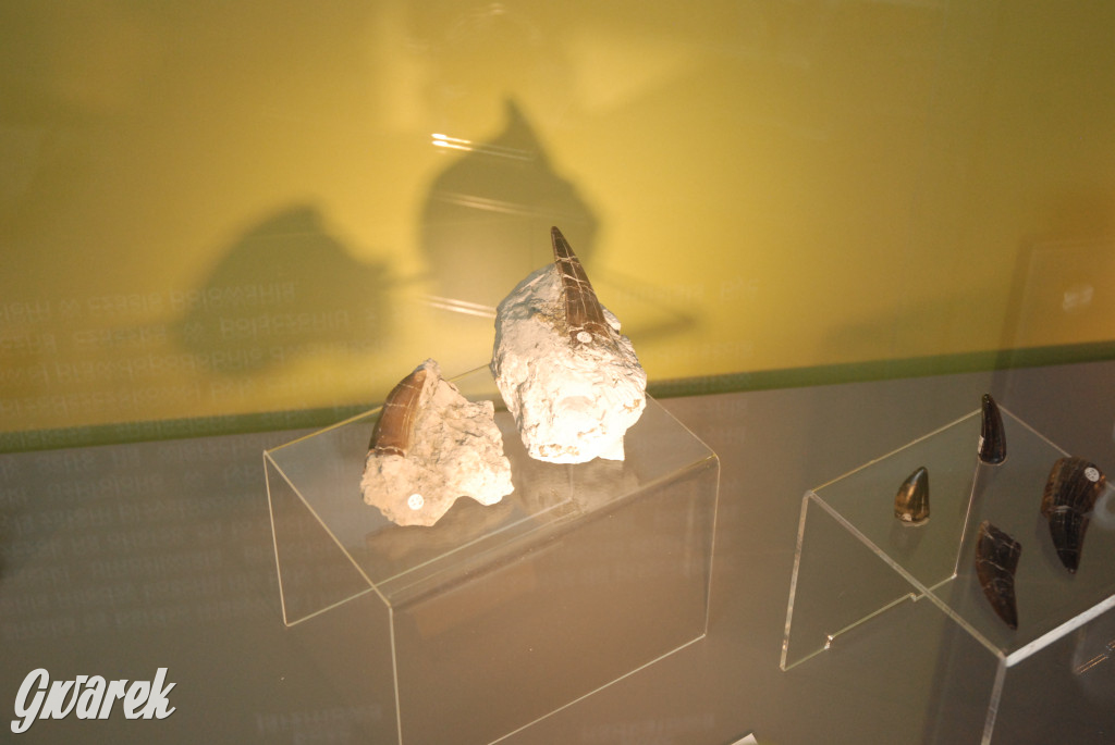 Majówka po sąsiedzku w muzeum paleontologicznym