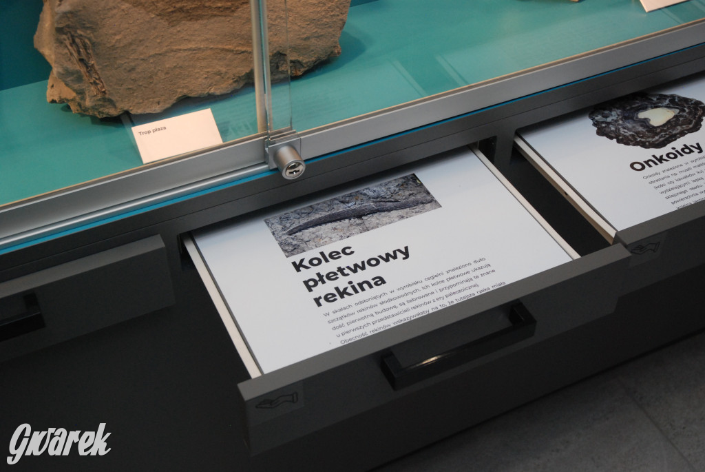 Majówka po sąsiedzku w muzeum paleontologicznym