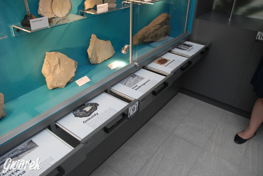 Majówka po sąsiedzku w muzeum paleontologicznym