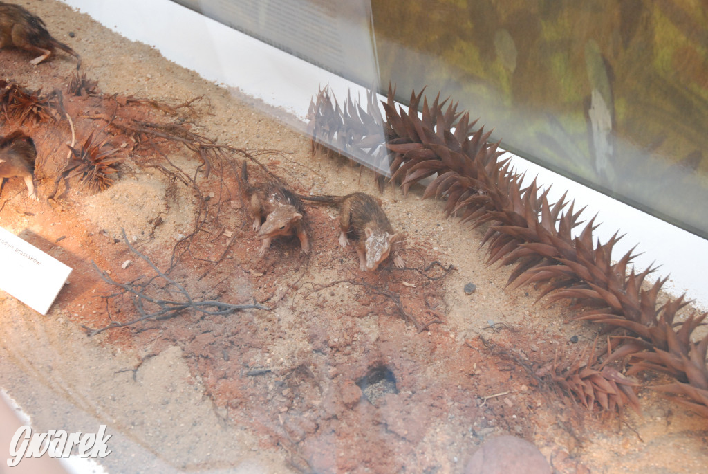 Majówka po sąsiedzku w muzeum paleontologicznym