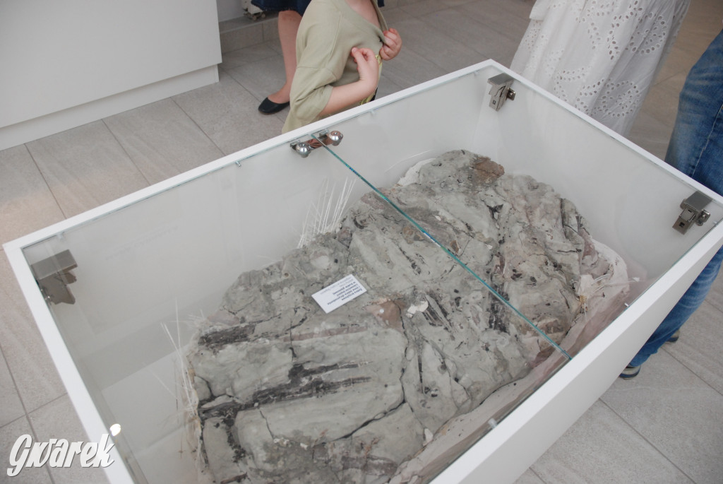 Majówka po sąsiedzku w muzeum paleontologicznym