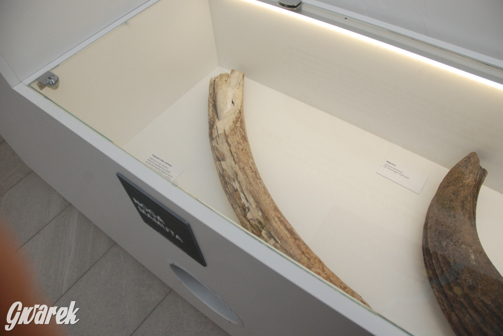 Majówka po sąsiedzku w muzeum paleontologicznym