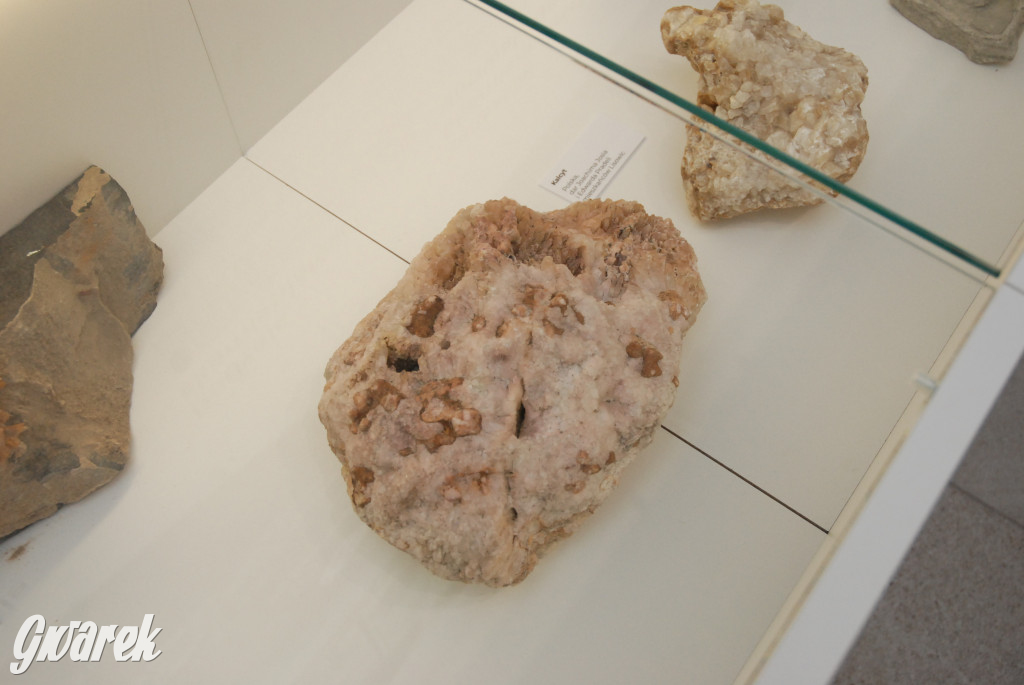 Majówka po sąsiedzku w muzeum paleontologicznym