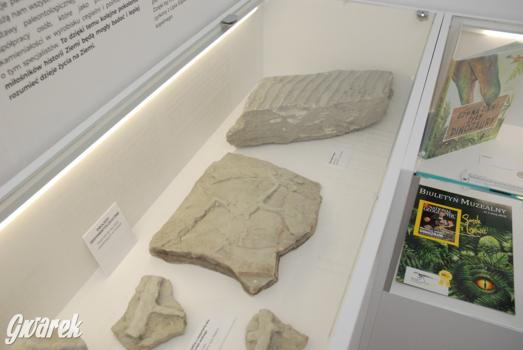 Majówka po sąsiedzku w muzeum paleontologicznym