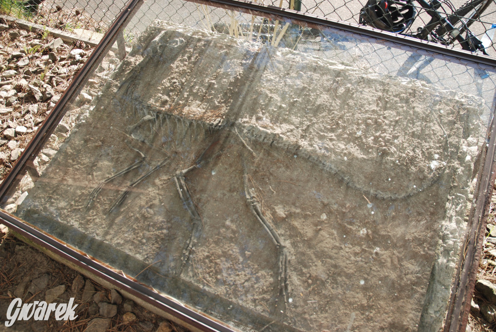 Majówka po sąsiedzku w muzeum paleontologicznym