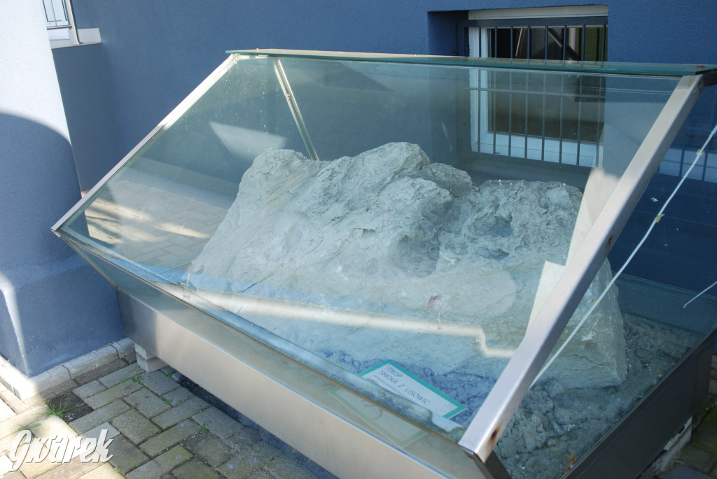 Majówka po sąsiedzku w muzeum paleontologicznym