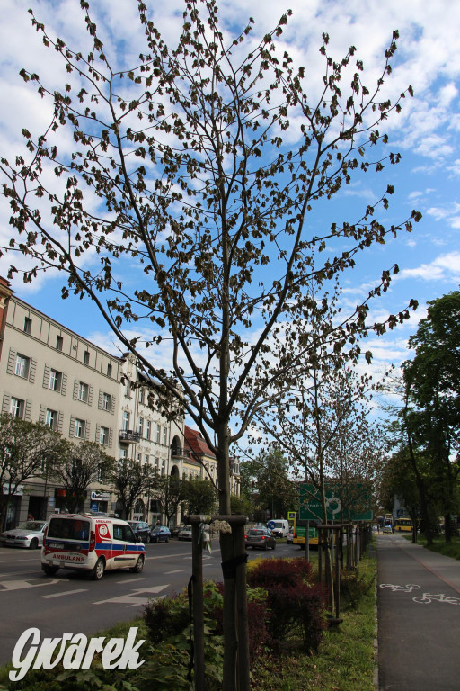 Tarnowskie Góry. Co stanie się z platanami w centrum?