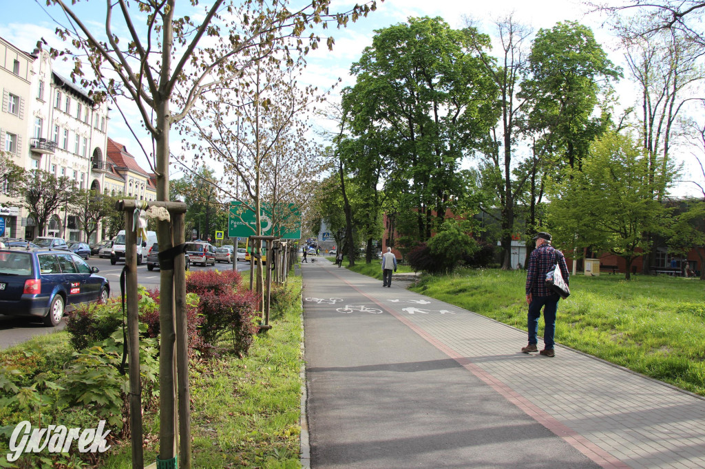 Tarnowskie Góry. Co stanie się z platanami w centrum?