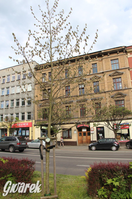 Tarnowskie Góry. Co stanie się z platanami w centrum?