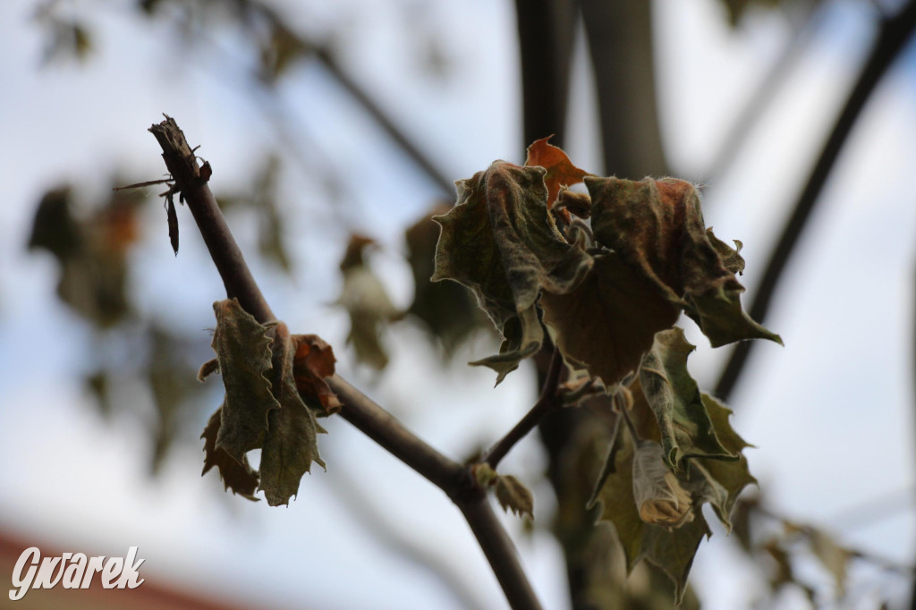 Tarnowskie Góry. Co stanie się z platanami w centrum?