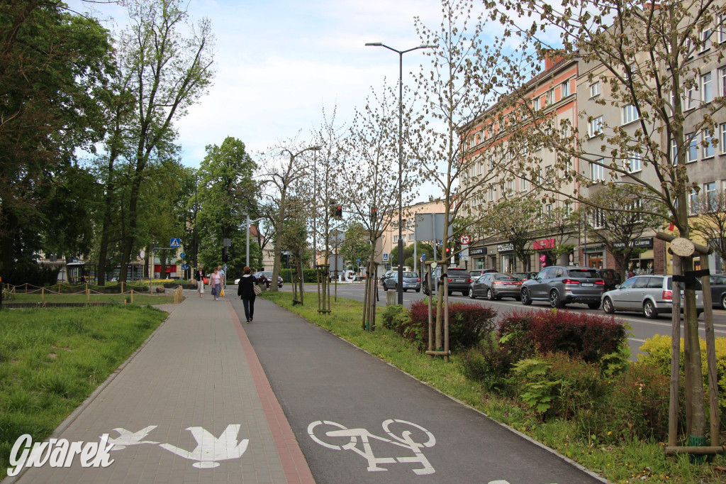Tarnowskie Góry. Co stanie się z platanami w centrum?