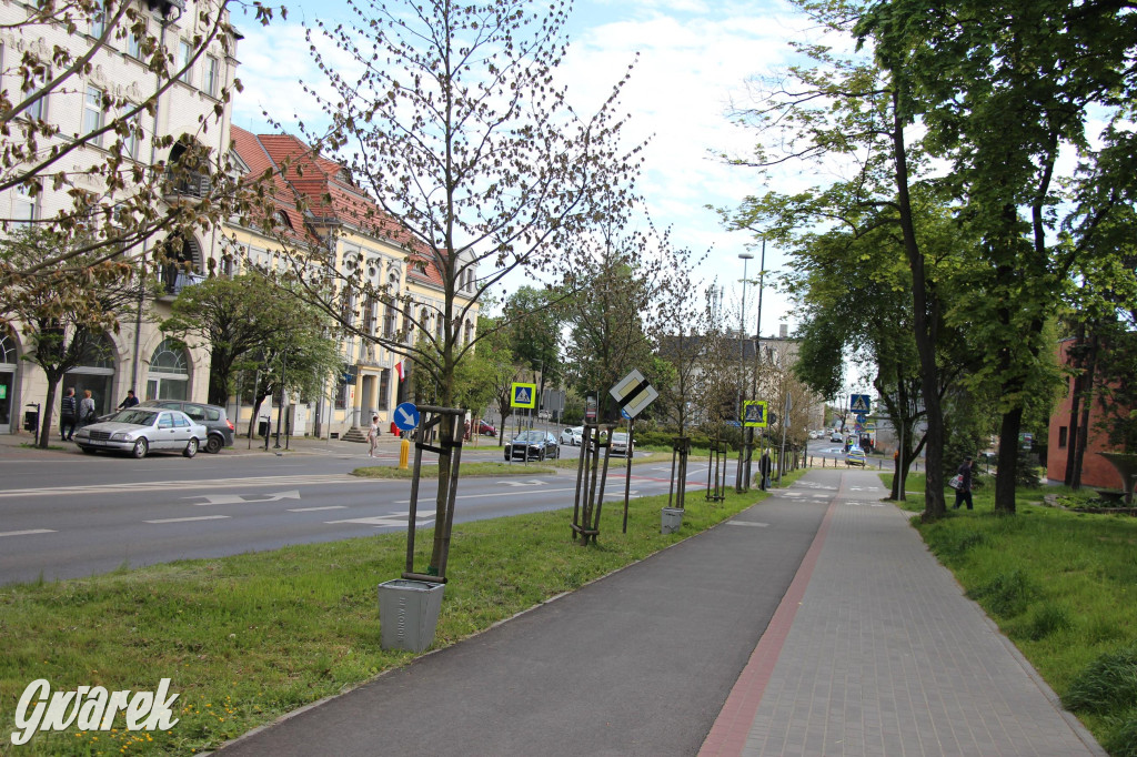 Tarnowskie Góry. Co stanie się z platanami w centrum?