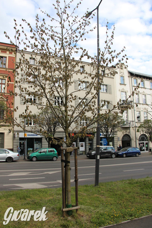 Tarnowskie Góry. Co stanie się z platanami w centrum?