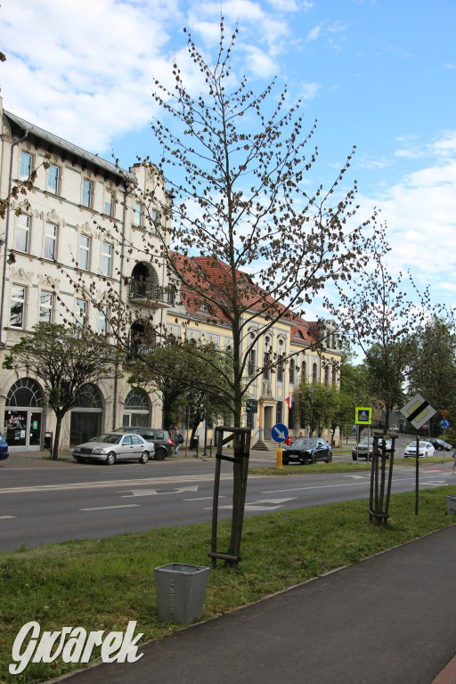 Tarnowskie Góry. Co stanie się z platanami w centrum?