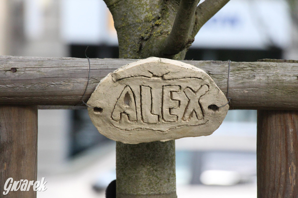 Tarnowskie Góry. Co stanie się z platanami w centrum?