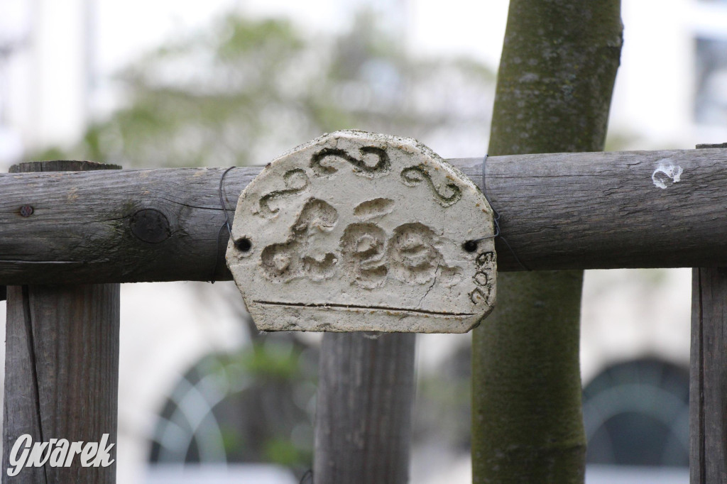 Tarnowskie Góry. Co stanie się z platanami w centrum?