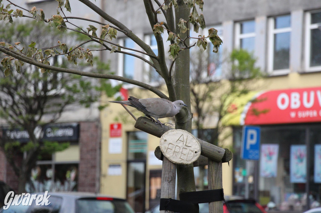 Tarnowskie Góry. Co stanie się z platanami w centrum?