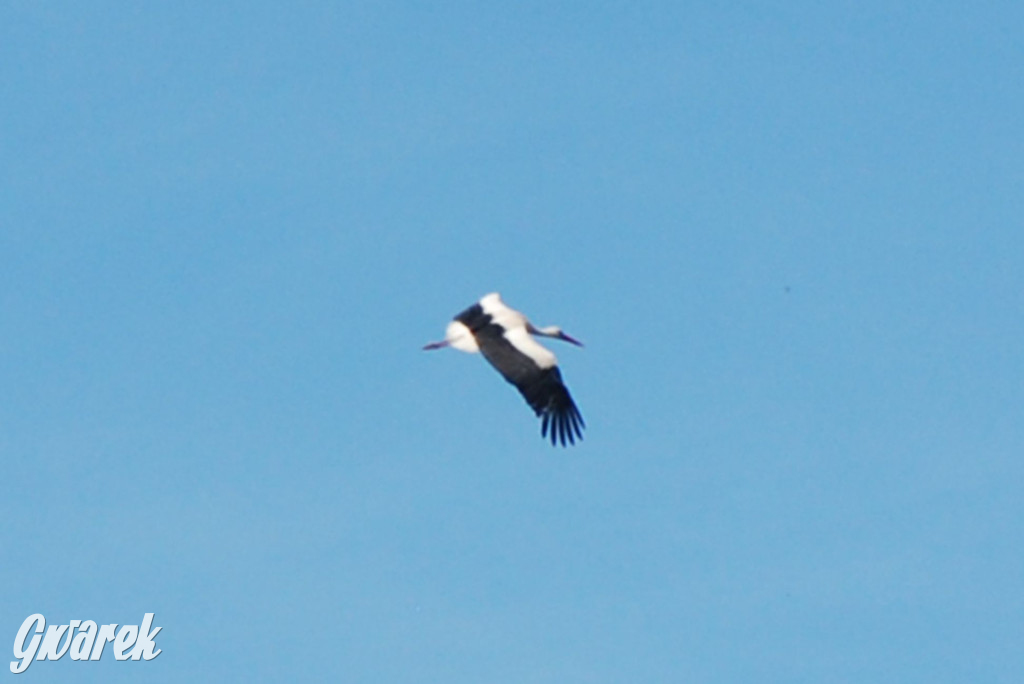 Zlot miłośników audi w Tąpkowicach