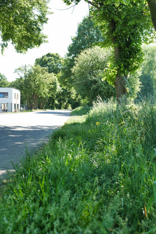 Chcą wybudować chodnik, wytną 21 drzew. Protesty