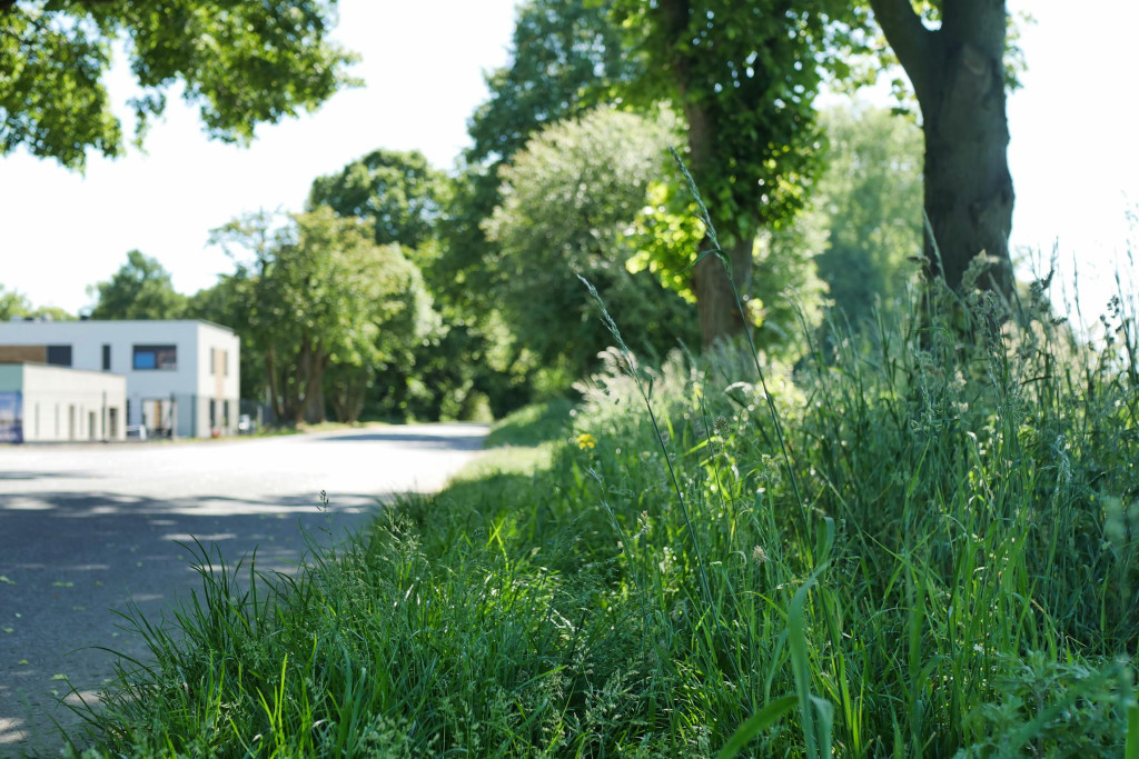 Chcą wybudować chodnik, wytną 21 drzew. Protesty