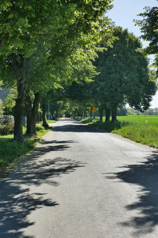 Chcą wybudować chodnik, wytną 21 drzew. Protesty