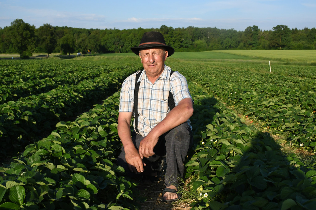 Plantator truskawek zaprasza na samozbiory