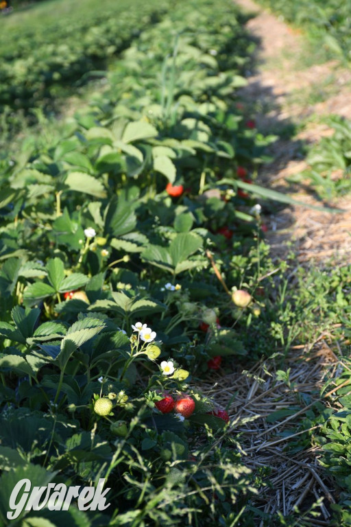 Plantator truskawek zaprasza na samozbiory