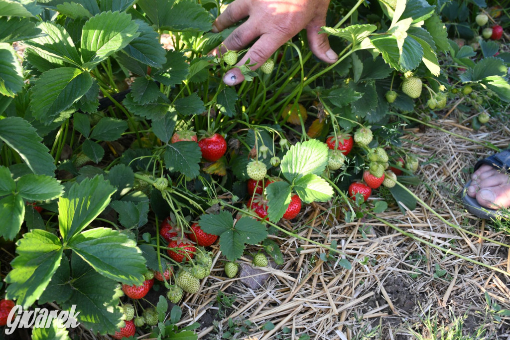 Plantator truskawek zaprasza na samozbiory