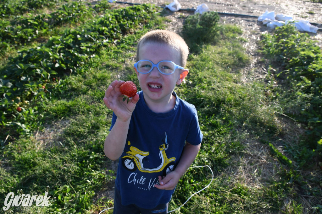 Plantator truskawek zaprasza na samozbiory