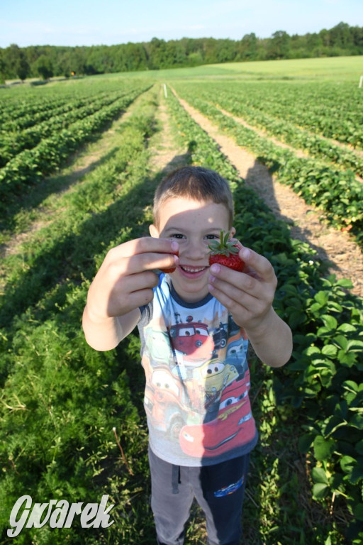 Plantator truskawek zaprasza na samozbiory