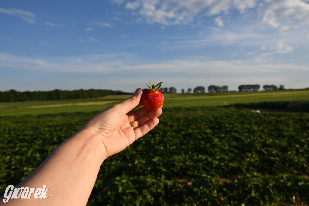 Plantator truskawek zaprasza na samozbiory