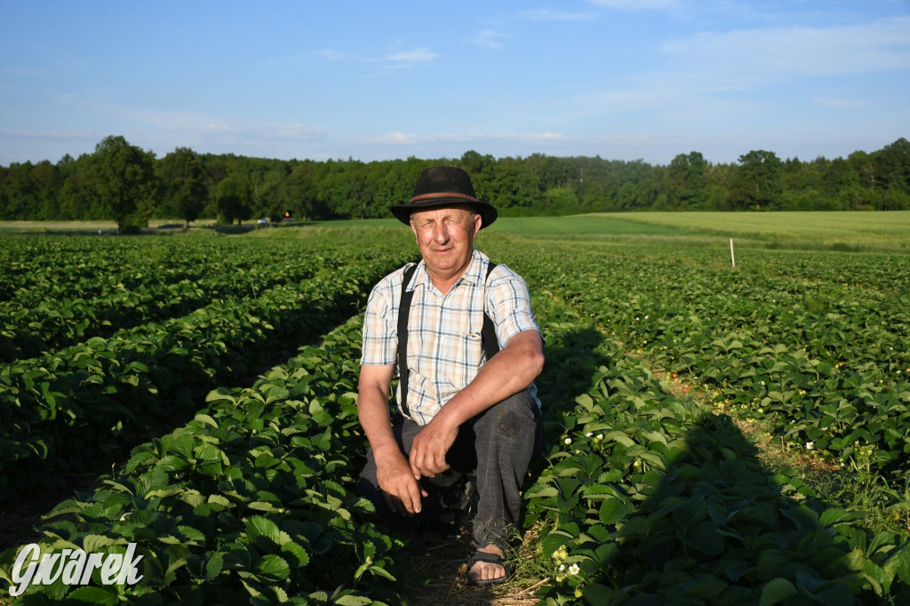 Plantator truskawek zaprasza na samozbiory