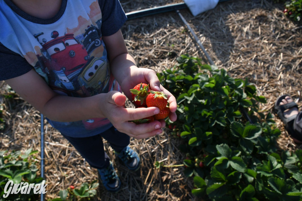 Plantator truskawek zaprasza na samozbiory