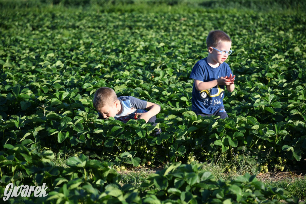 Plantator truskawek zaprasza na samozbiory