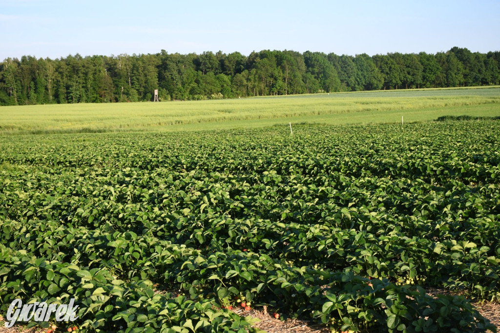 Plantator truskawek zaprasza na samozbiory