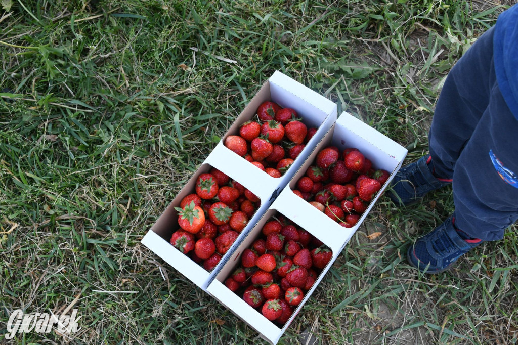 Plantator truskawek zaprasza na samozbiory