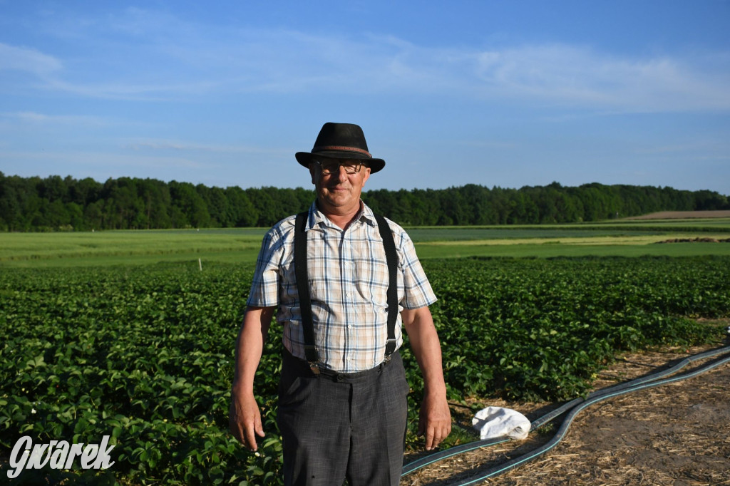 Plantator truskawek zaprasza na samozbiory