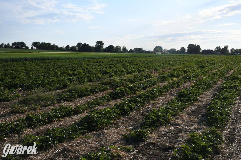 Plantator truskawek zaprasza na samozbiory