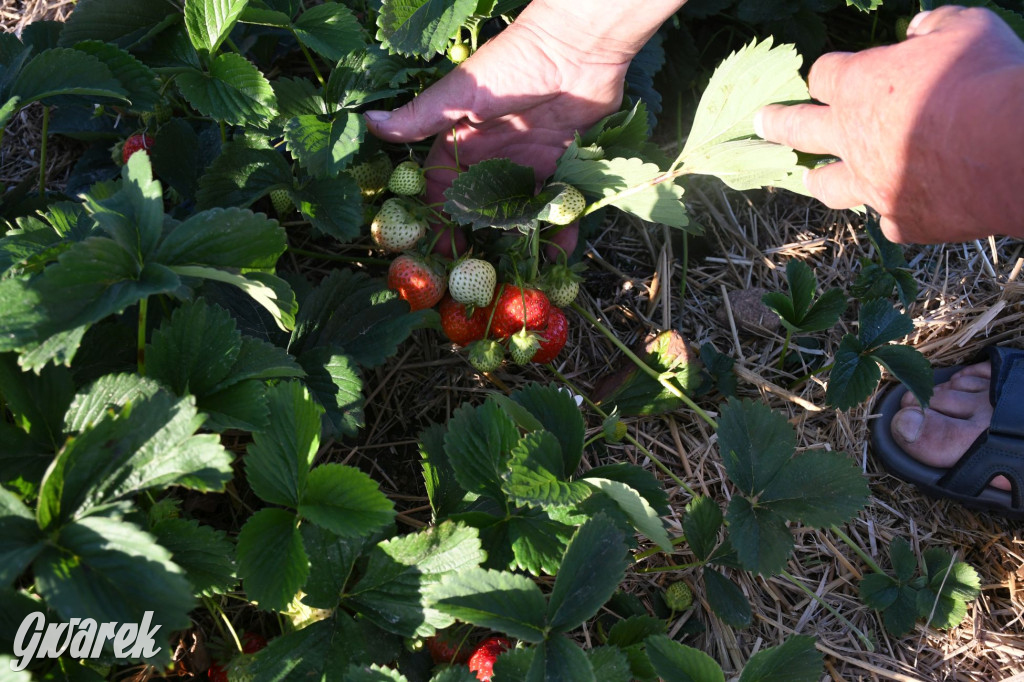 Plantator truskawek zaprasza na samozbiory