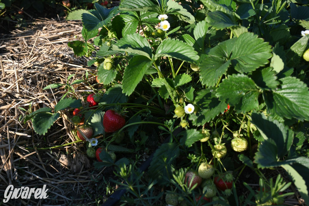 Plantator truskawek zaprasza na samozbiory