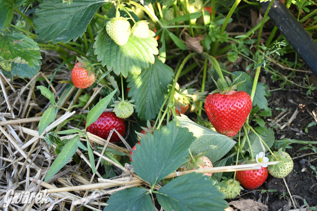 Plantator truskawek zaprasza na samozbiory