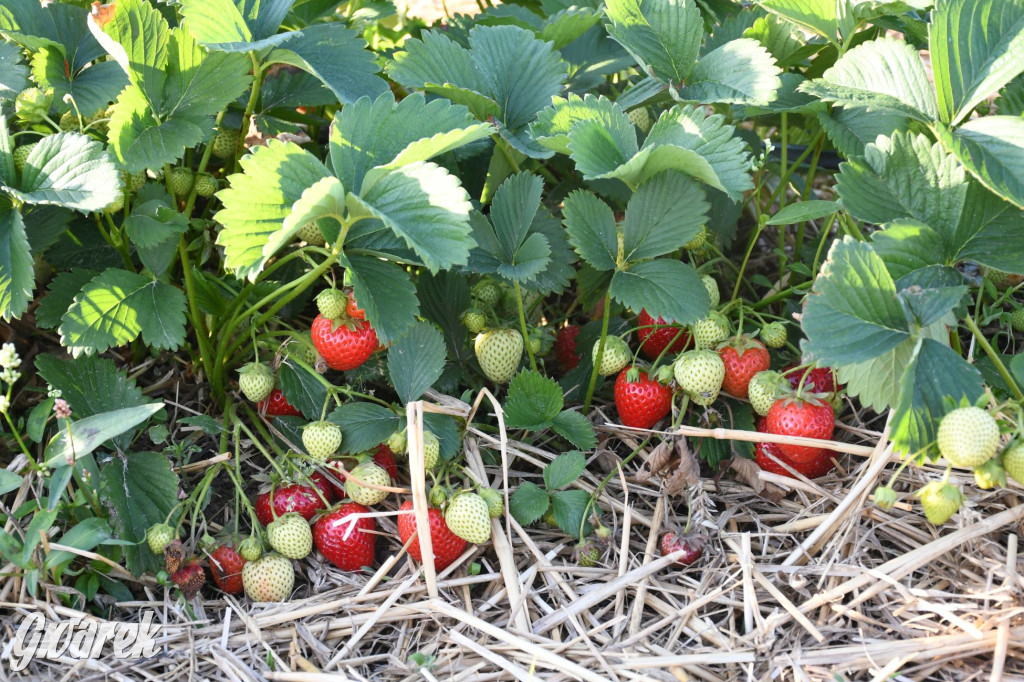 Plantator truskawek zaprasza na samozbiory