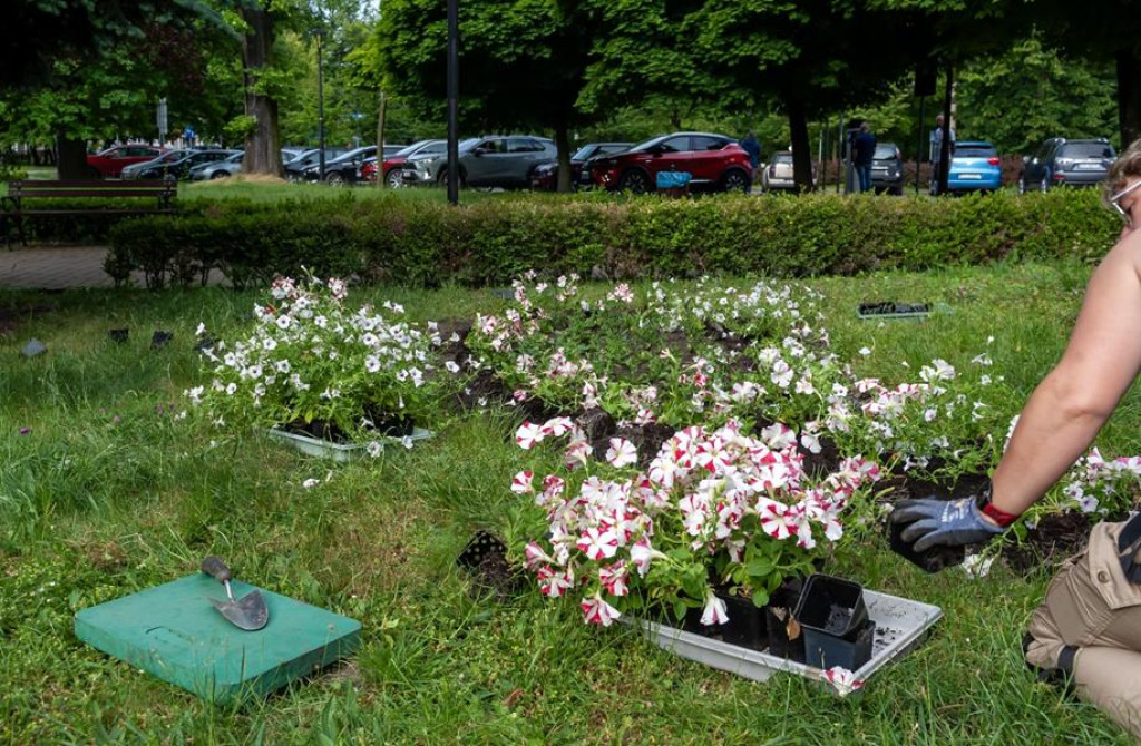 Tarnowskie Góry i Bytom w letniej oprawie [GALERIA]