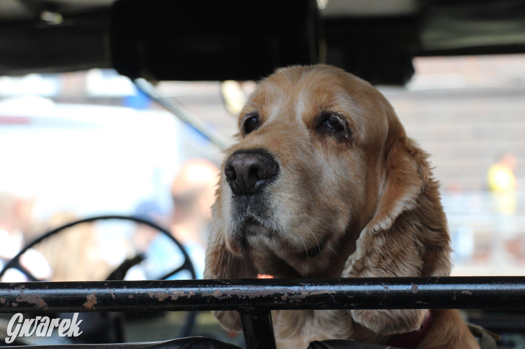 Śląskie Manewry. Parada wojskowych maszyn [GALERIA]