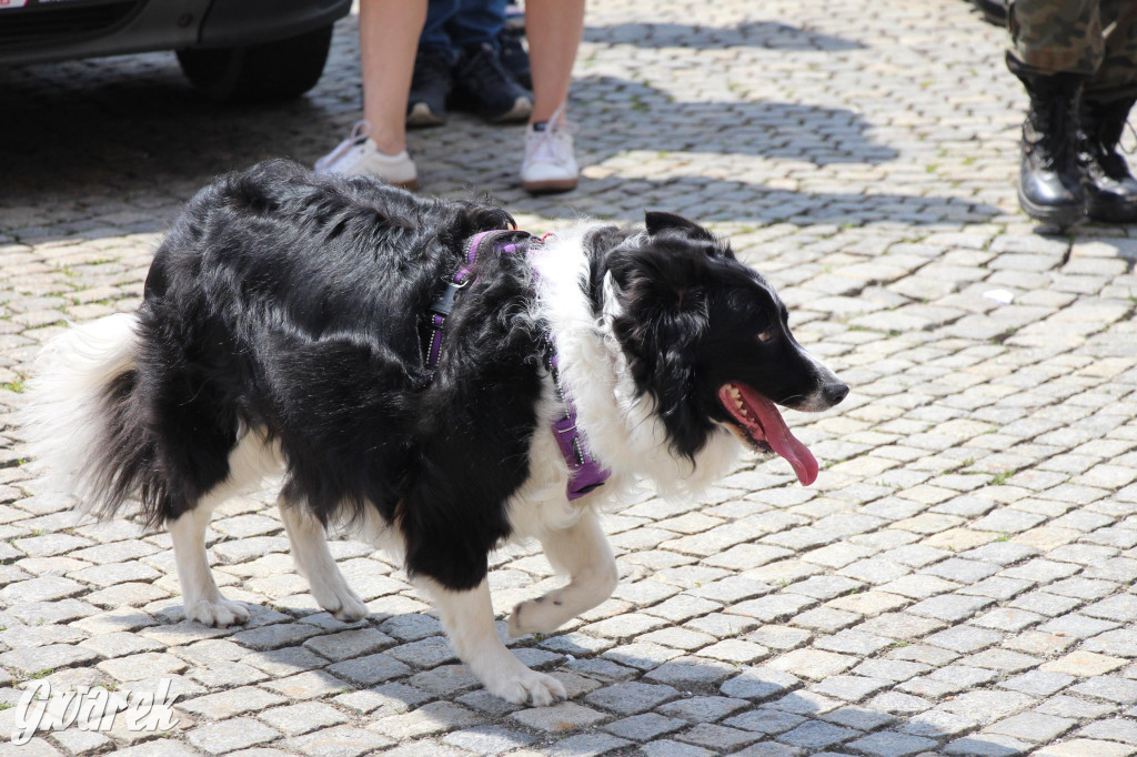 Śląskie Manewry. Parada wojskowych maszyn [GALERIA]