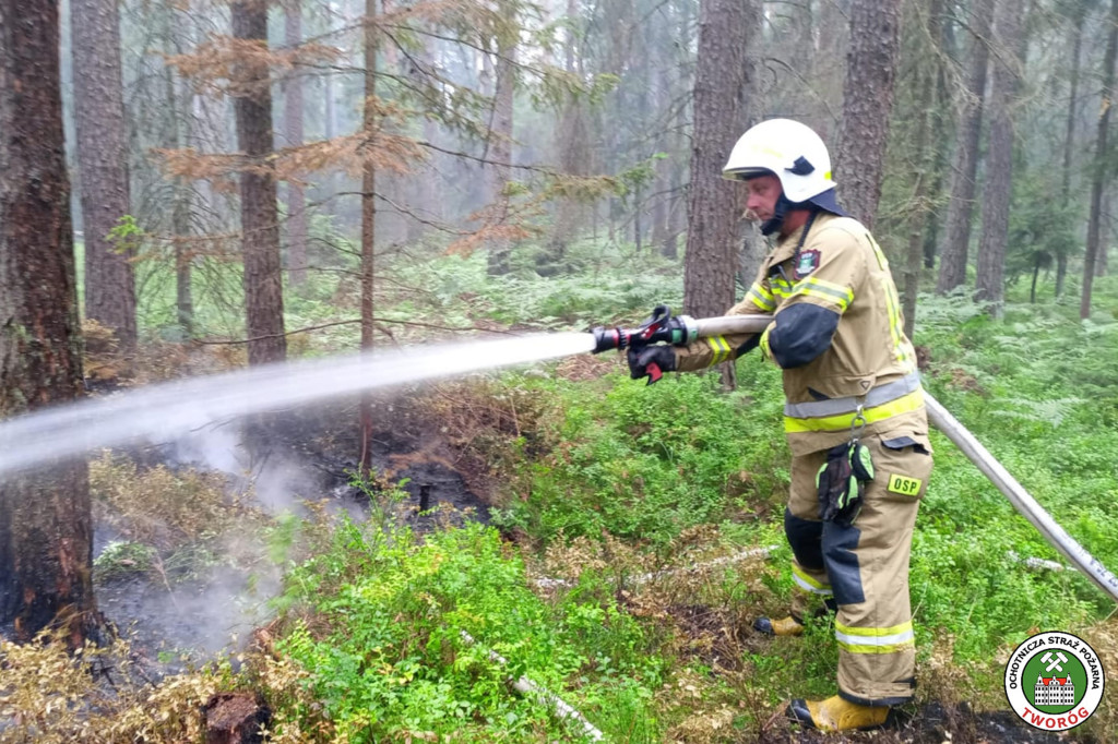 Pożar w lesie. Akcja trwała kilka godzin, 9 zastępów straży pożarnej