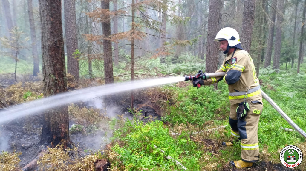 Pożar w lesie. Akcja trwała kilka godzin, 9 zastępów straży pożarnej
