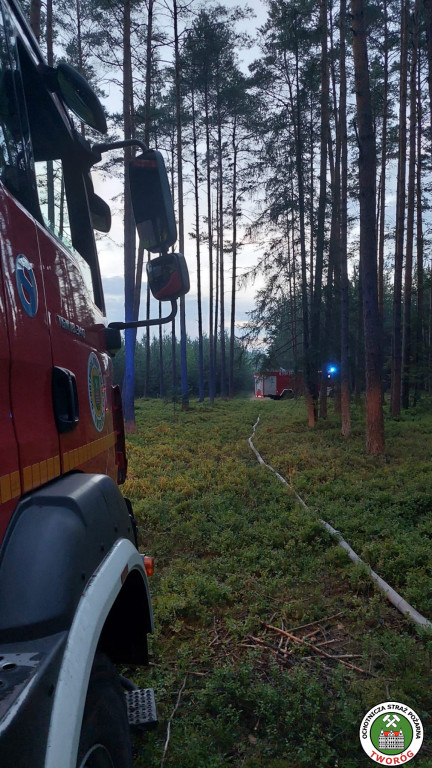 Pożar w lesie. Akcja trwała kilka godzin, 9 zastępów straży pożarnej