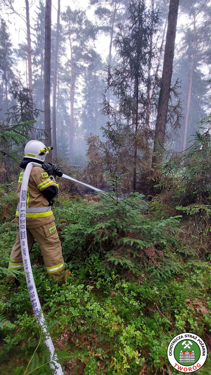Pożar w lesie. Akcja trwała kilka godzin, 9 zastępów straży pożarnej