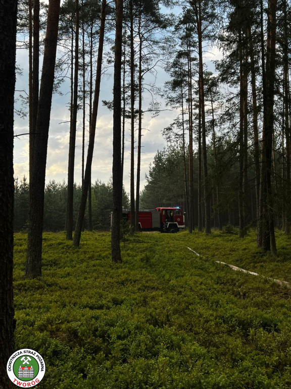 Pożar w lesie. Akcja trwała kilka godzin, 9 zastępów straży pożarnej